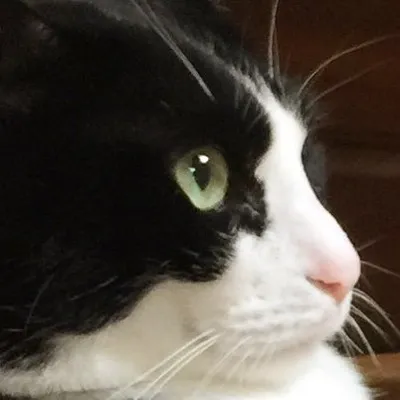 Kikibekako profile