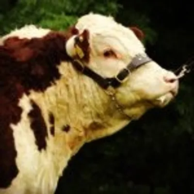 Kilsunny Pedigree Herds profile