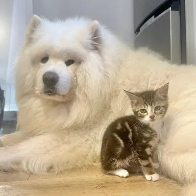 A BOY & HIS WOLF profile