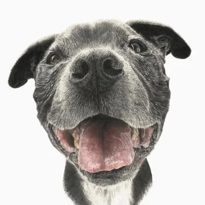 PET PORTRAITS profile