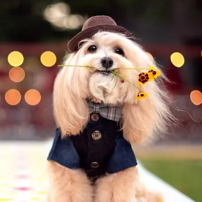 Kimchee The Dog / Maltipoo Instagram profile photo