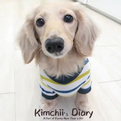 小鱷魚kimchi寶寶的傻笑日記 profile