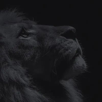 King B Melato profile