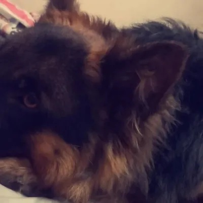 KING Oscar profile