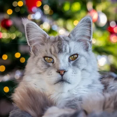 Qvist | MaineCoon King ๐ profile