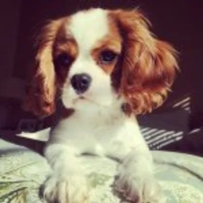King Charles Spaniels profile
