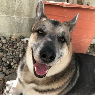 Kiba The Wolf Shepherd profile