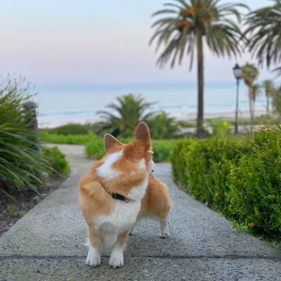 Kip The Corgi profile