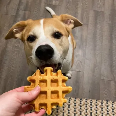 Kira the Waffle Hound profile