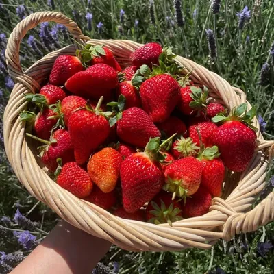 Kitchen Garden Diary profile