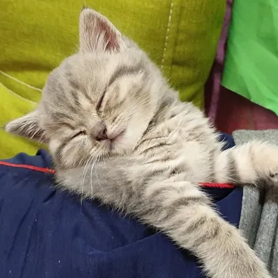 Kitten Street profile