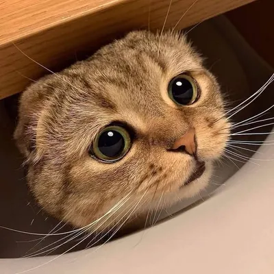 Kittennow profile