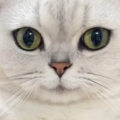 kittens content ๐บ๐ธ profile