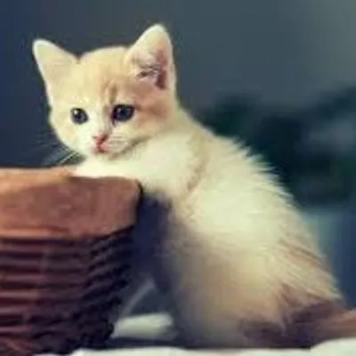 kittens nation profile
