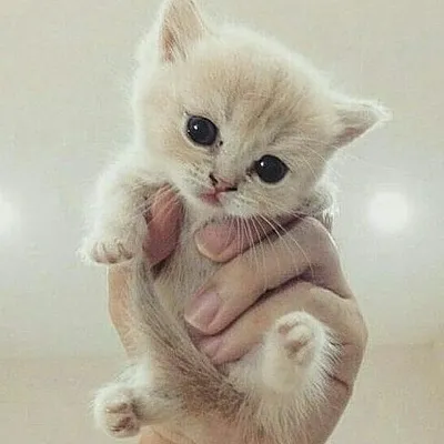 Cats of Instagram profile