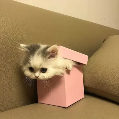 Cats Lover ๐ป profile