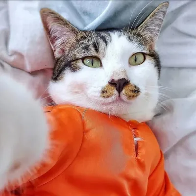 Kitty Rascals profile