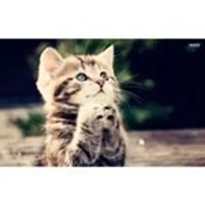 kittysnation profile