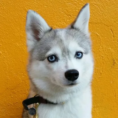 LUNA profile