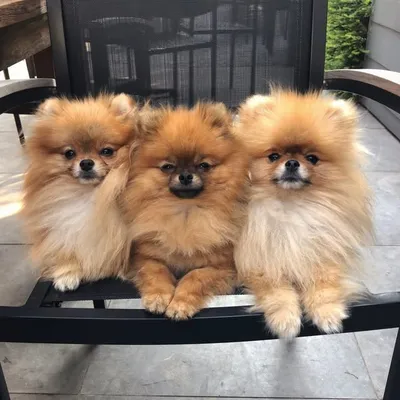 Milo, Zaki & Nanuš¾ profile