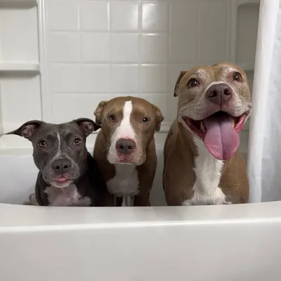 Pittie Pack | Knight, Aston & Stormi ๐พ profile