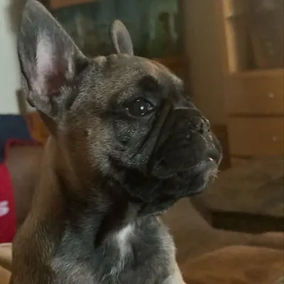 Knoxx Bear profile