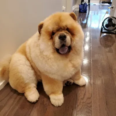 Koa Chow profile