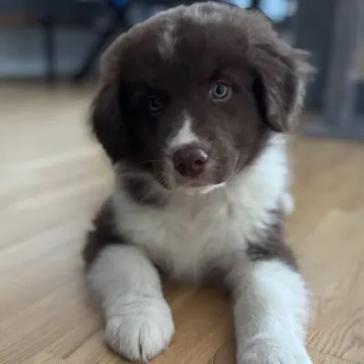 Koda profile