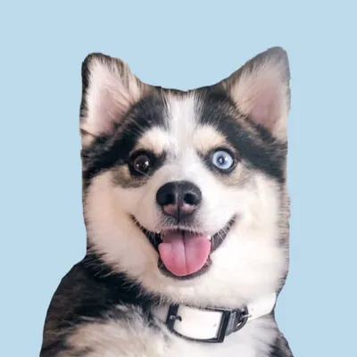 Koda The Pomsky (イスマ) 🐾 profile