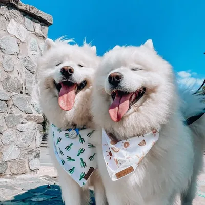 The Samoyed Siblings 🐾✨ profile