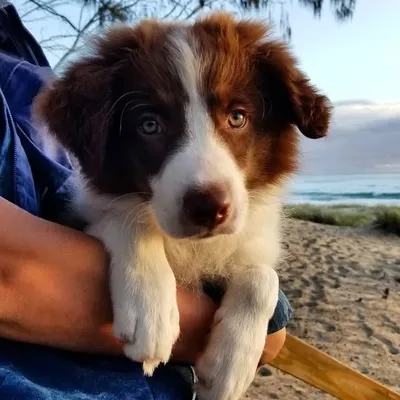 Koda (little bear) profile