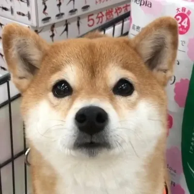 柴犬三姉妹コウ&ユウ&リン profile