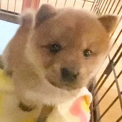 KOMEMARU/チャウチャウ×柴犬 profile