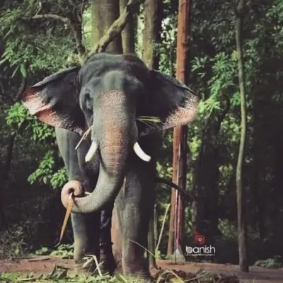 Konni_surendran profile