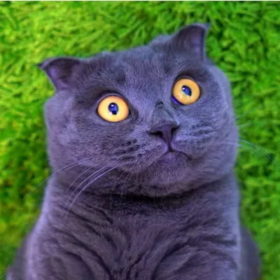 Кот Баттерс profile