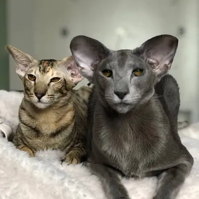 Мамба 😻и Обояшка 😻 profile