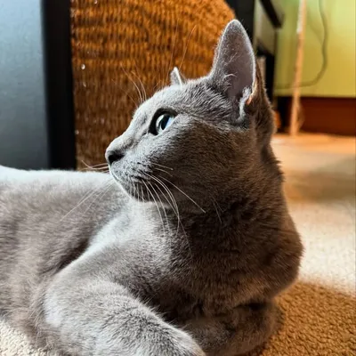 kot profile