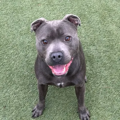 Kovu The Staffy ๐พ profile