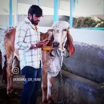 Mer Ranchhodbhai bharvad 👍krishna gir gaushala profile