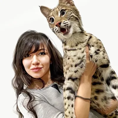 Ksena Islamova ♛ Royal Cats profile