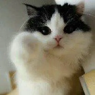 KUCING MALAYSIA profile
