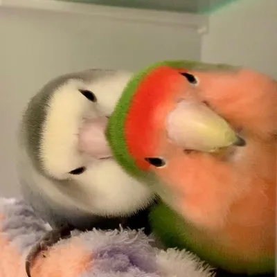 Kumi profile