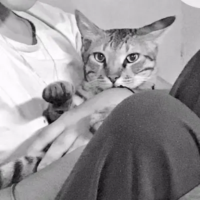 Kusu meaw profile