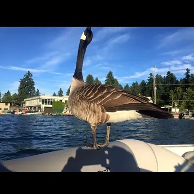 Kyle the Goose profile
