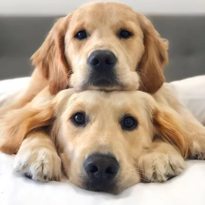 Kylo + Vader the Retrievers profile