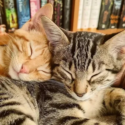 Kyo and Yui kittens profile