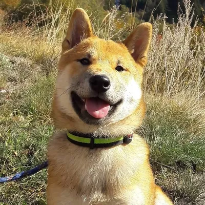 Kyoshi-the-shiba profile