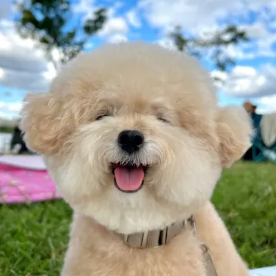 콩떡 크림푸들 🐶 profile