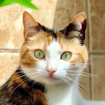 Nala-Sophie Gold🐱 profile