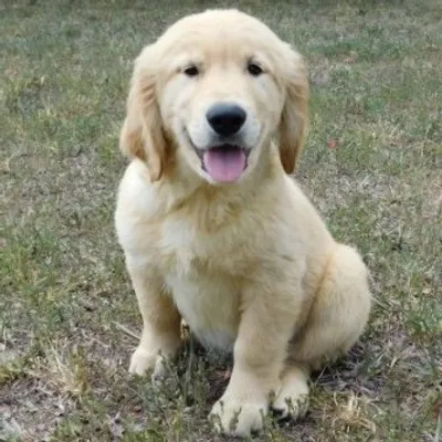 Charlie & Buddy, The Golden Boys profile